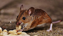 24 Hour & Emergency Exterminators in Parsonsfield, ME